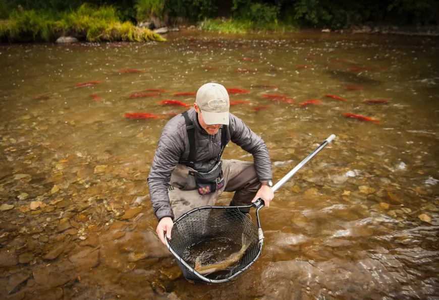 Rainbow trout caught on a dry fly in Alaska Rainbow trout caught on a dry fly in Alaska